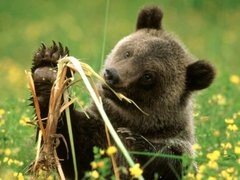 file_51218678