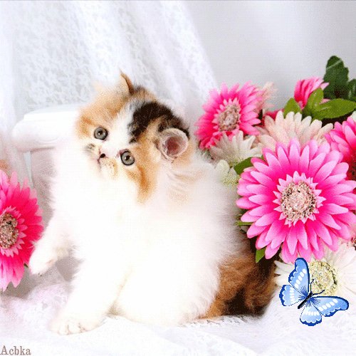 file_93034326