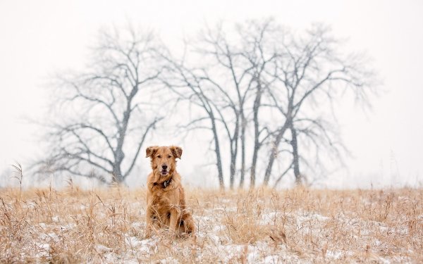 golden retriever dog snow winter..file
