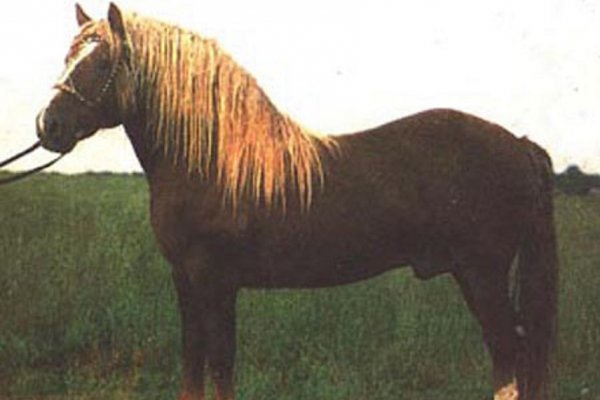 Южно-германская порода лошадей (3)