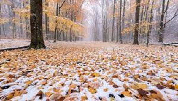 Первый снег..