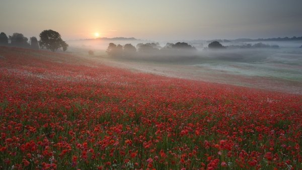file_101871495