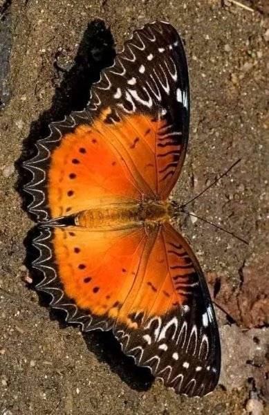 FB IMG 1716825065709