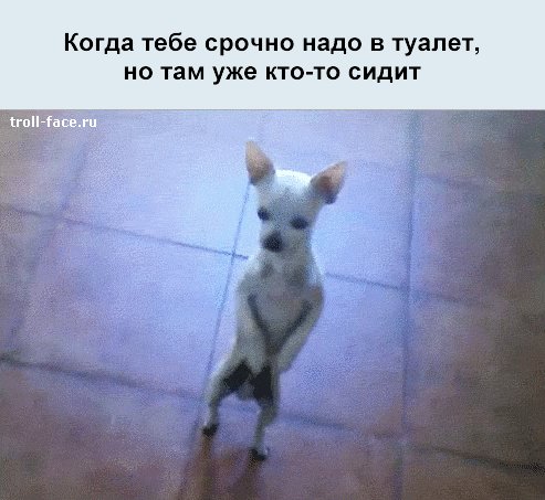 dlyakota.ru foto-prikoly zhiznennye-situacii-v-prikolnyh-kart