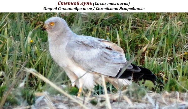 Степной лунь (Circus macrourus)