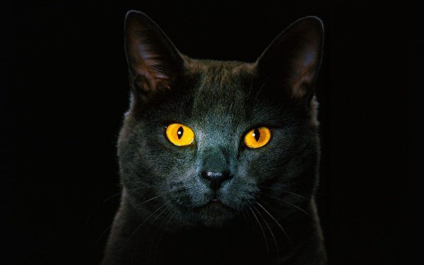 Cute-Black-Cat-Wallpaper-HD