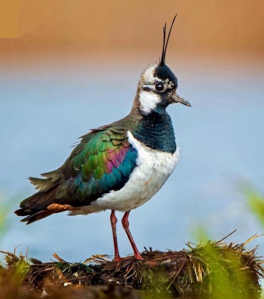 Чибис Northern Lapwing