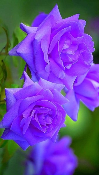 file_83519365