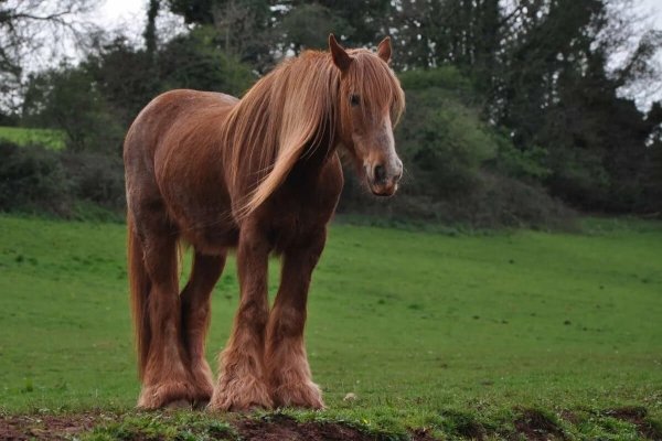 horse-149