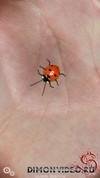 mybug