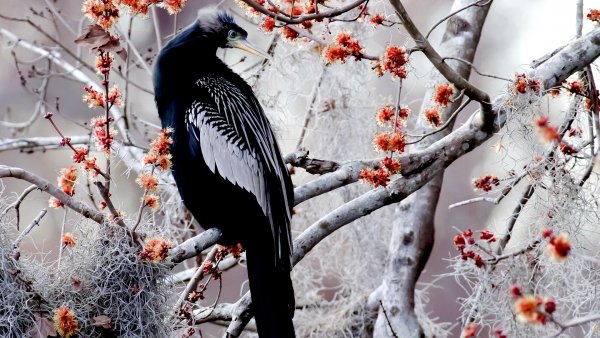 cropped-1920-1080-785282