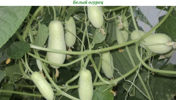 Белый огурец