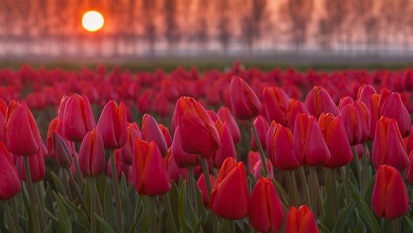 Природа (13)
