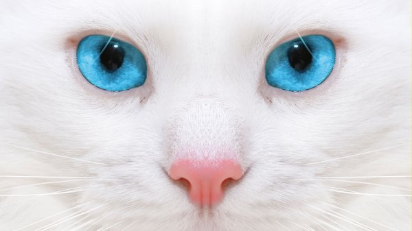 03-29-Cat1