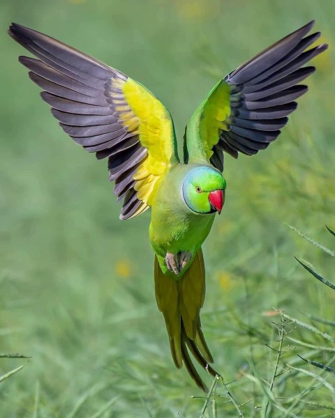 Индийский кольчатый попугай Rose-ringed Parakeets