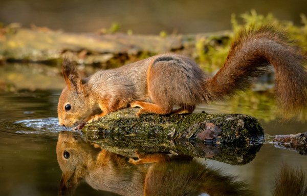 belka-ryzhaia-voda-zhazhda-otrazhenie