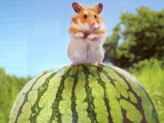 Mozhno li homyakam arbuz.png.crop display