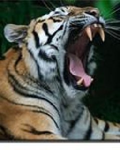 Тигры 128х160