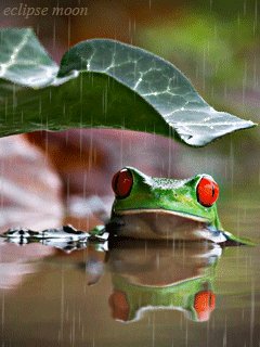 frog