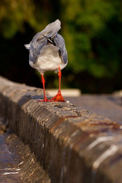 Чайка серебристая