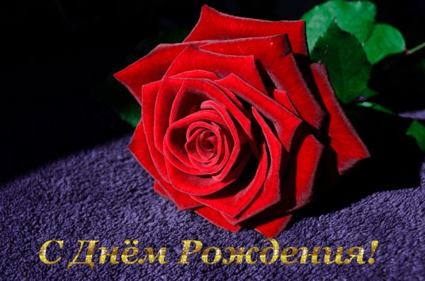 СДР РозаСЧФон