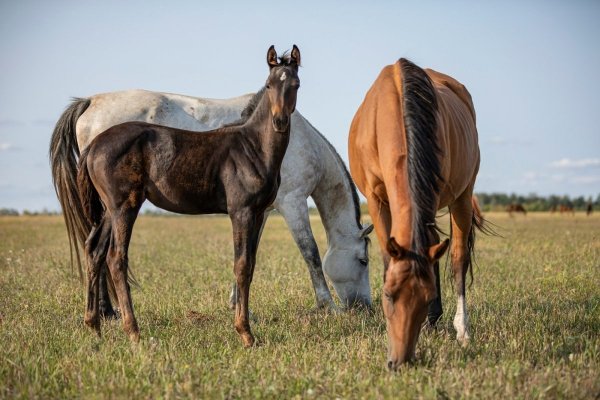 Лошадь Абиссинская