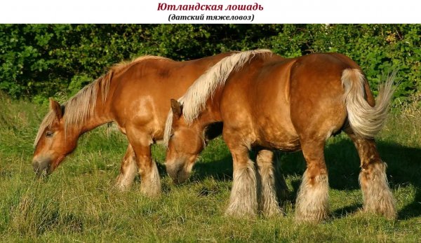 Ютландская лошадь