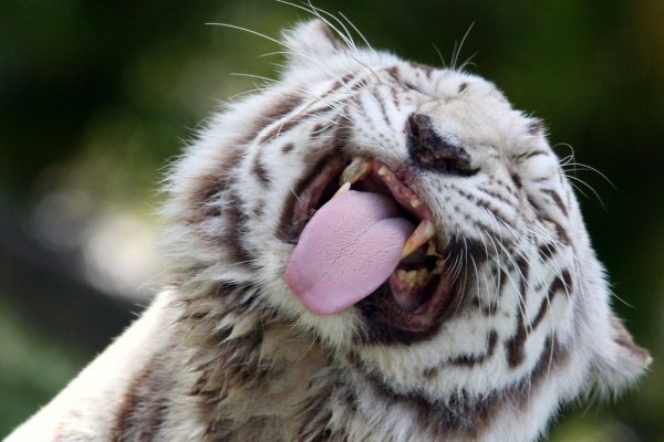 whitetiger-13