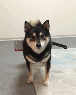 Отличная Идея На Хэллоуин Для Владельцев Пушистиков