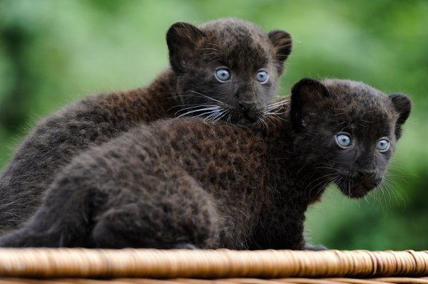 Чёрная пантера