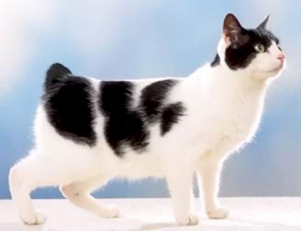 Американский бобтейл (2)