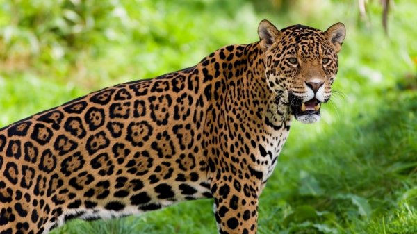 animals big cats jaguars 1366x768 72527