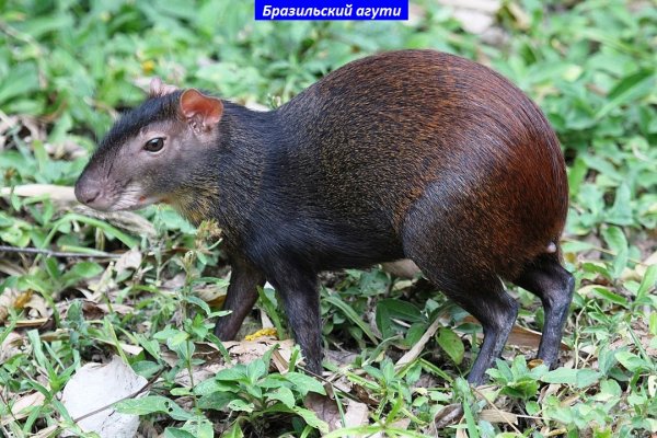 Агути бразильский