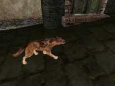 Dogs of Morrowind