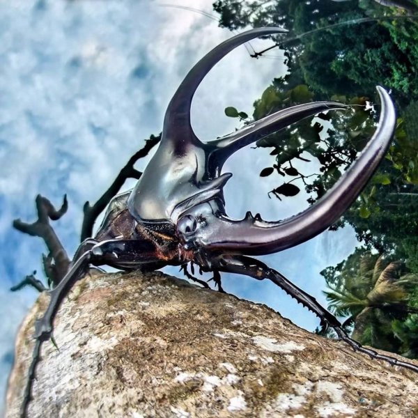 Жук-носорог Chalcosoma moellenkampi