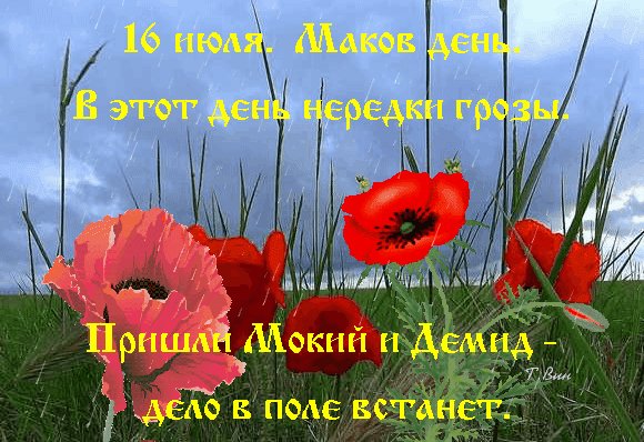 Анимированная открытка 16 июля маков (1)