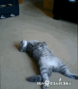 Забавный кот