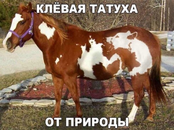 x500