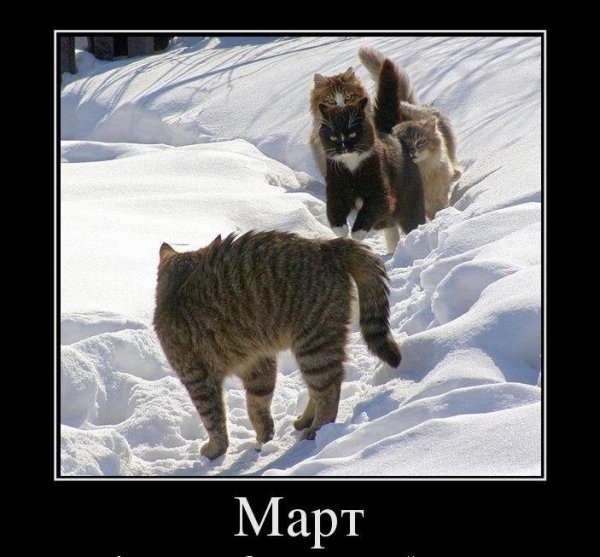 Март - кошачий месяц