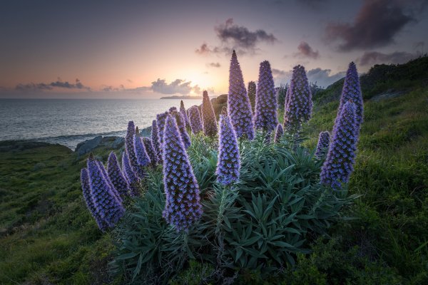 okean-poberezhe-tsvety