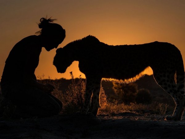 R3L8T8D-1000-cheetah-windhoek-n