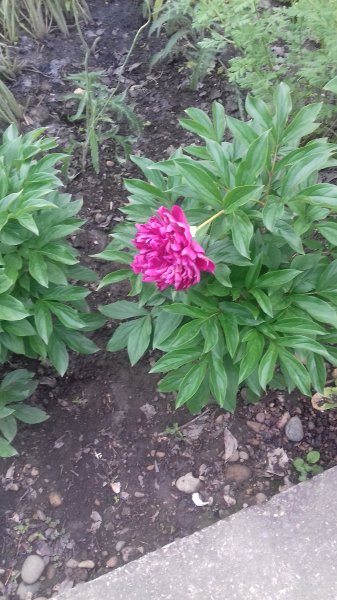 file_85607471