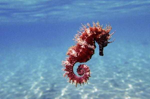 Морской конёк