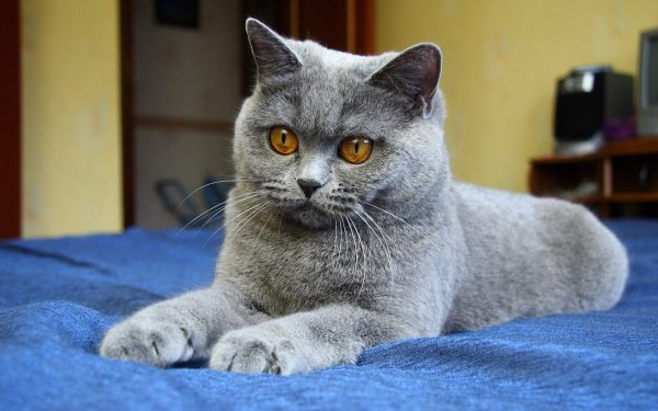 кошка серый кот глаза синий..file