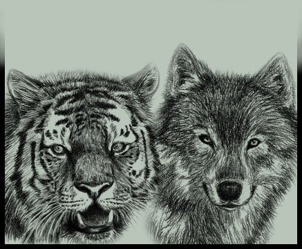 4.tiger and wolf id by amarevia