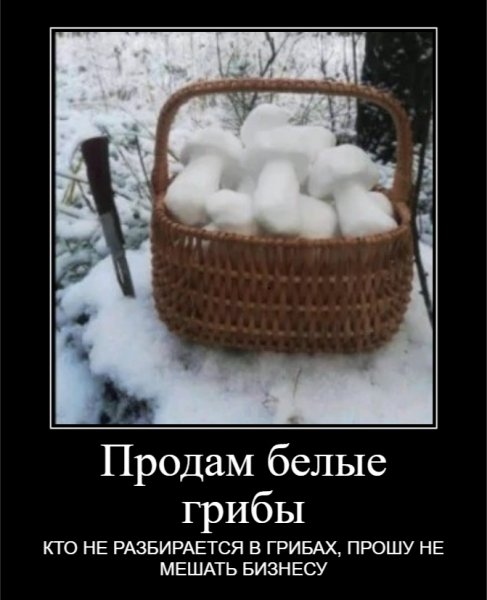 Продам белые грибы