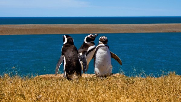 Wl magellanicpenguinargentina gettyimages 1920x1080
