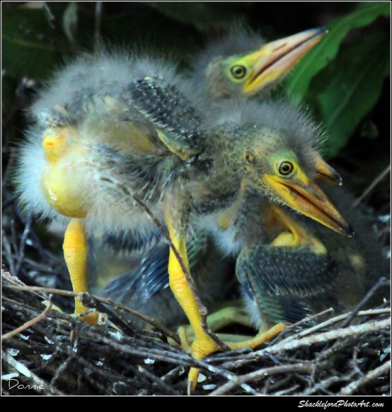 Кваквы зелёные