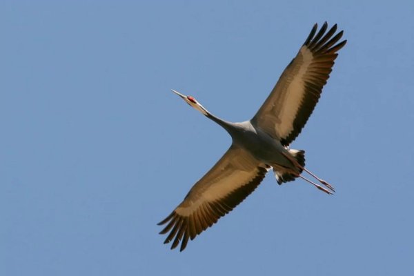 Журавль. (10)