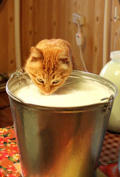 a3e702c04c55aa06a4d920e764d8 800